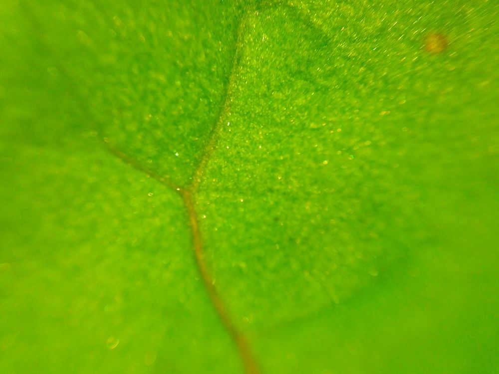 Green Leaf II art print by Grayscale for $57.95 CAD