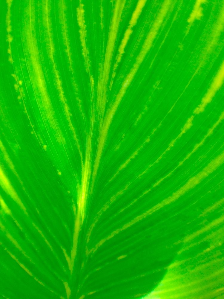 Green Leaf III art print by Grayscale for $57.95 CAD