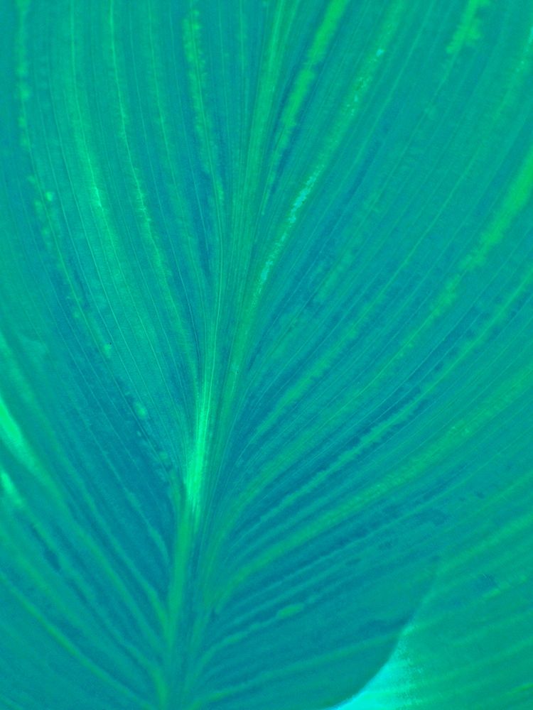 Blue Green Leaf I art print by Grayscale for $57.95 CAD