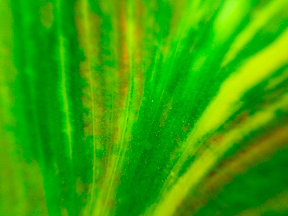 Green Leaf IV art print by Grayscale for $57.95 CAD