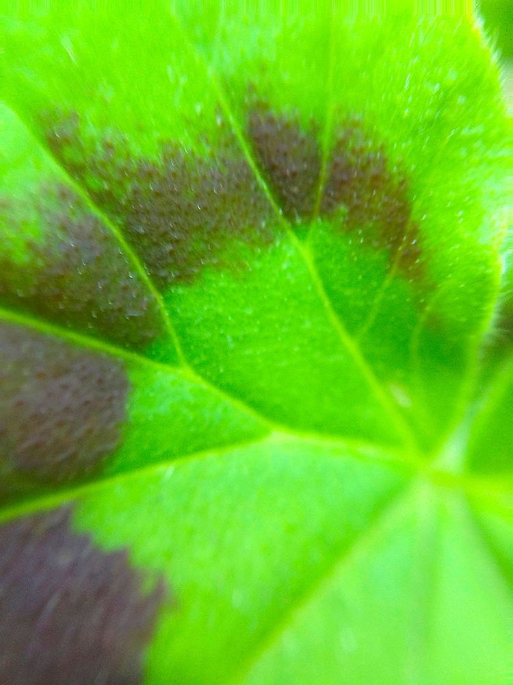 Spiral Leaf I art print by Grayscale for $57.95 CAD