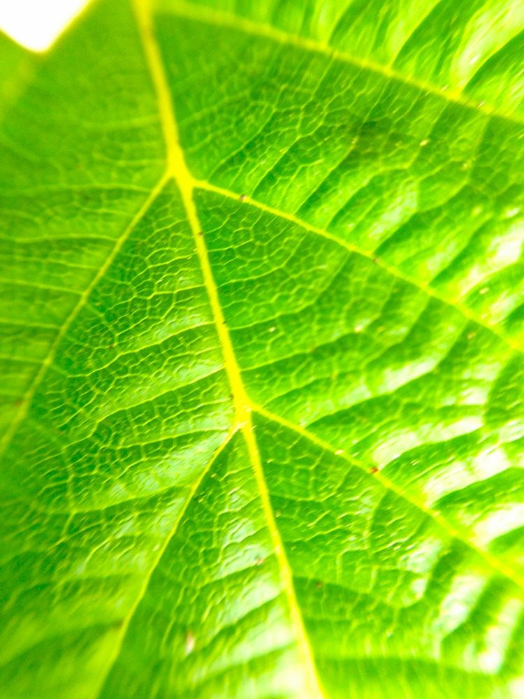 Green Leaf V art print by Grayscale for $57.95 CAD