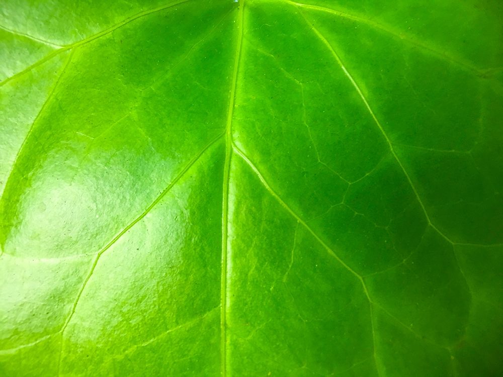Green Leaf VI art print by Grayscale for $57.95 CAD