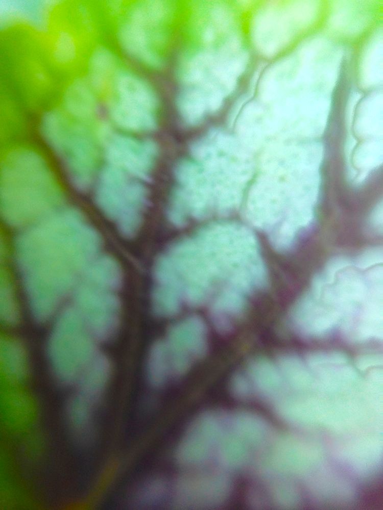 Green Leaf VIII art print by Grayscale for $57.95 CAD