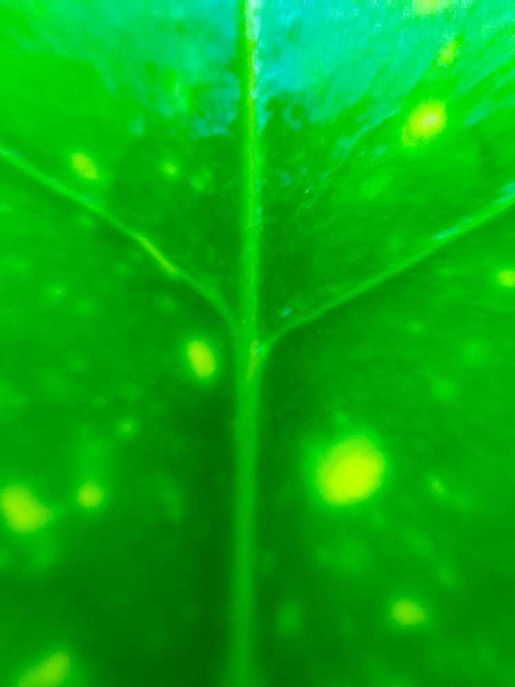 Green Leaf IX art print by Grayscale for $57.95 CAD