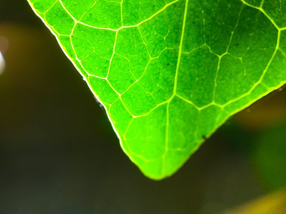 Green Leaf X art print by Grayscale for $57.95 CAD