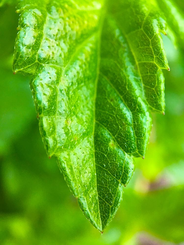 Green Leaf XI art print by Grayscale for $57.95 CAD