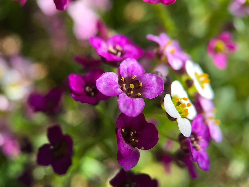 Alyssum I art print by Grayscale for $57.95 CAD