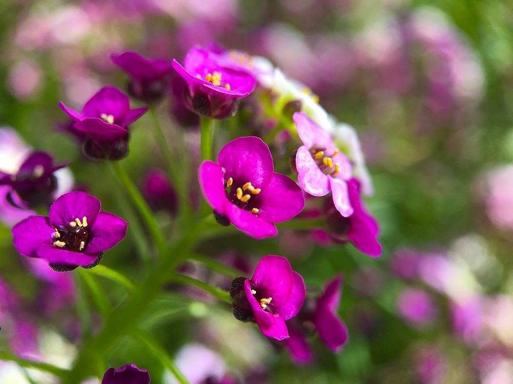 Alyssum II art print by Grayscale for $57.95 CAD