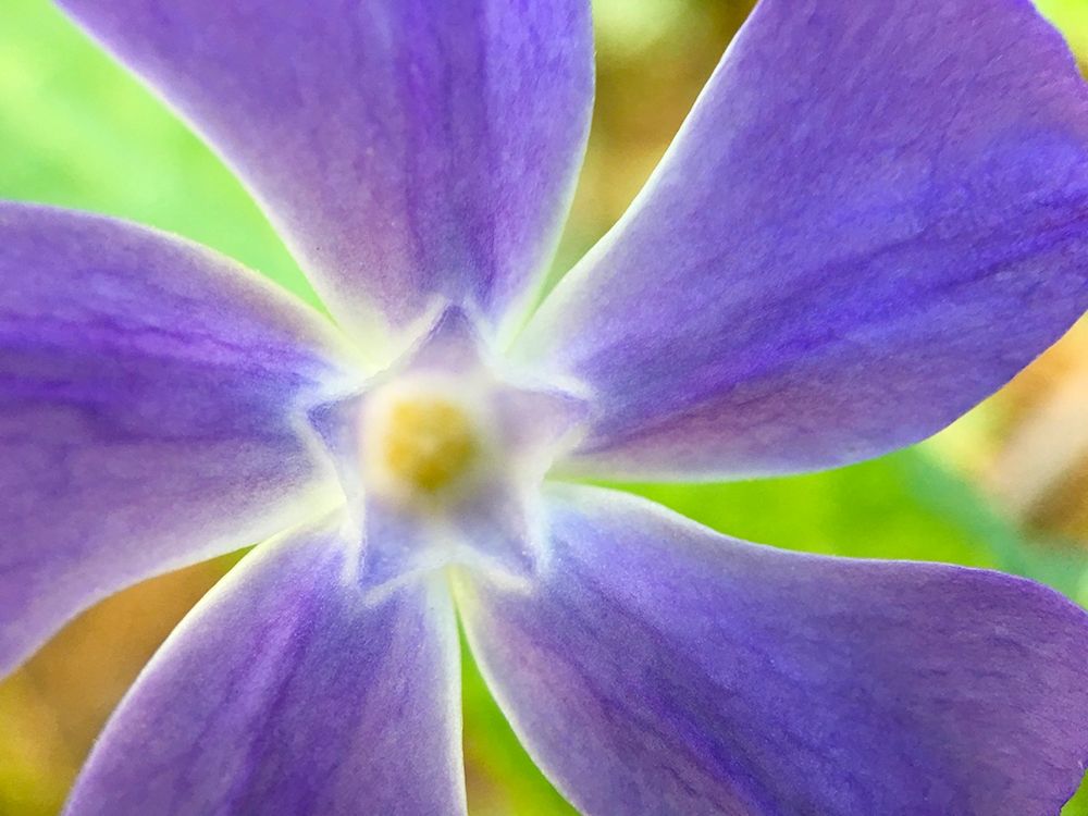 Star Flower I art print by Grayscale for $57.95 CAD