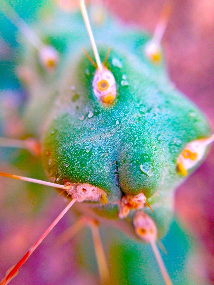 Cactus Spikes II art print by Grayscale for $57.95 CAD