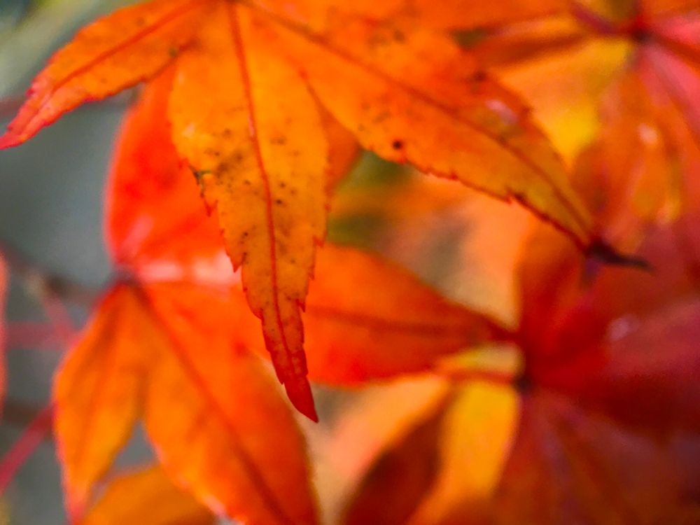 Japanese Maple I art print by Grayscale for $57.95 CAD