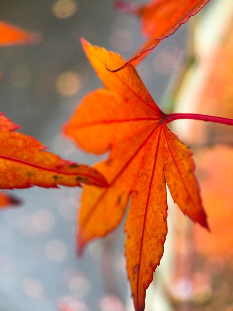Japanese Maple II art print by Grayscale for $57.95 CAD