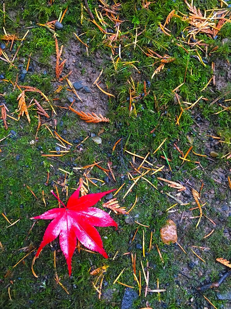 Japanese Maple III art print by Grayscale for $57.95 CAD