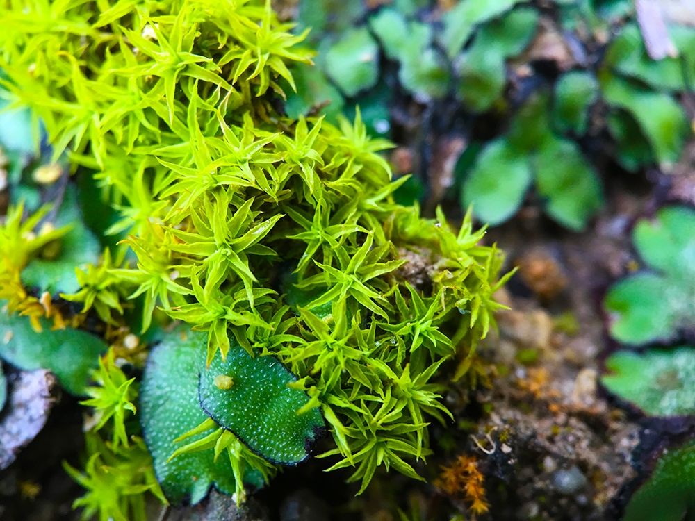 Lichen VI art print by Grayscale for $57.95 CAD