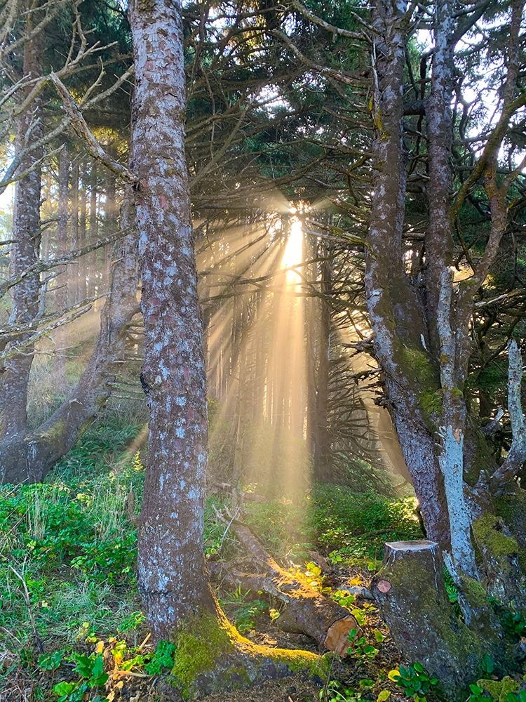 Hobbit Trail II art print by Grayscale for $57.95 CAD