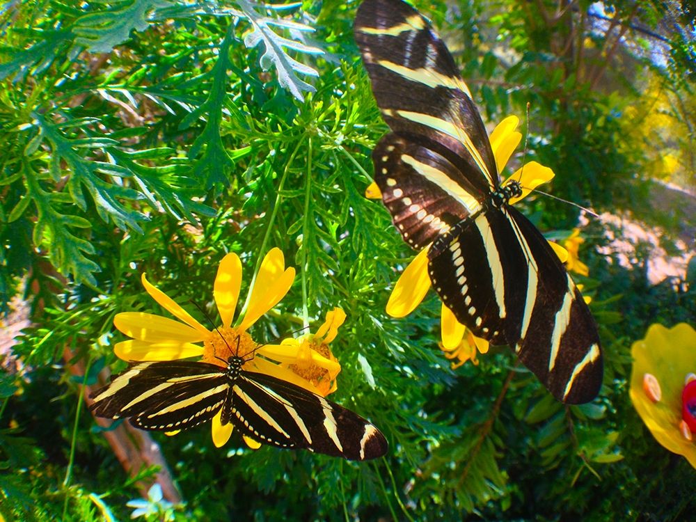 Butterflies I art print by Grayscale for $57.95 CAD