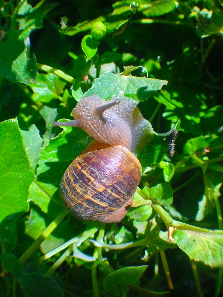 Snail Snack I art print by Grayscale for $57.95 CAD