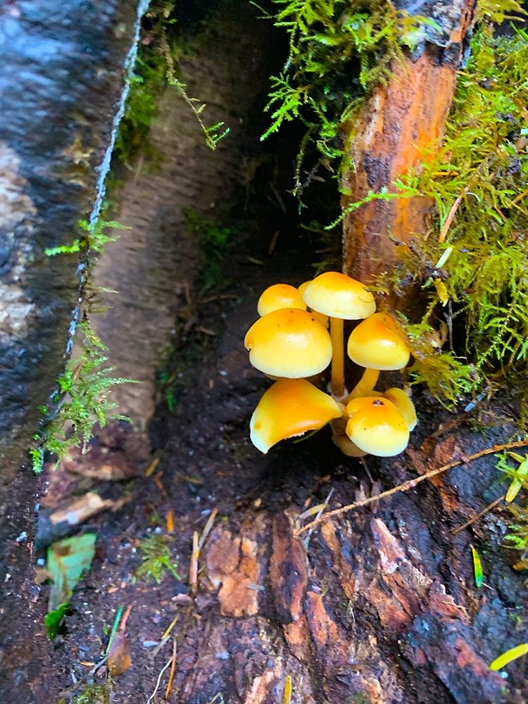 Tiny Mushroom Cluster I art print by Grayscale for $57.95 CAD