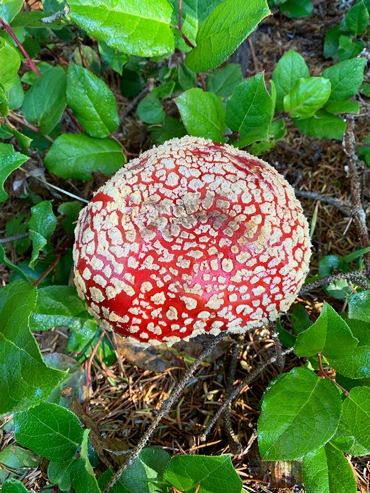 Red Mushroom I art print by Grayscale for $57.95 CAD