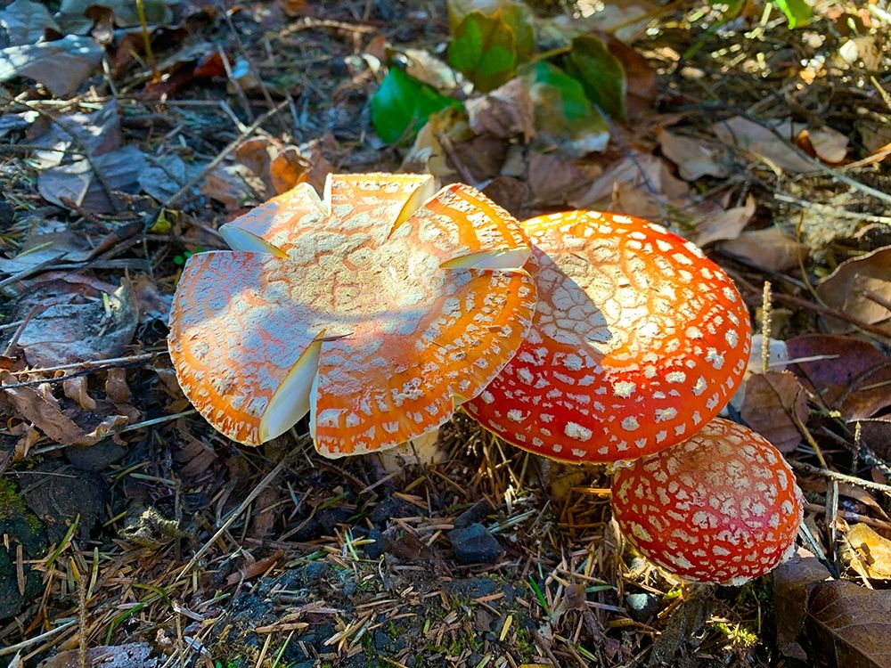 Red and Orange Mushrooms I art print by Grayscale for $57.95 CAD