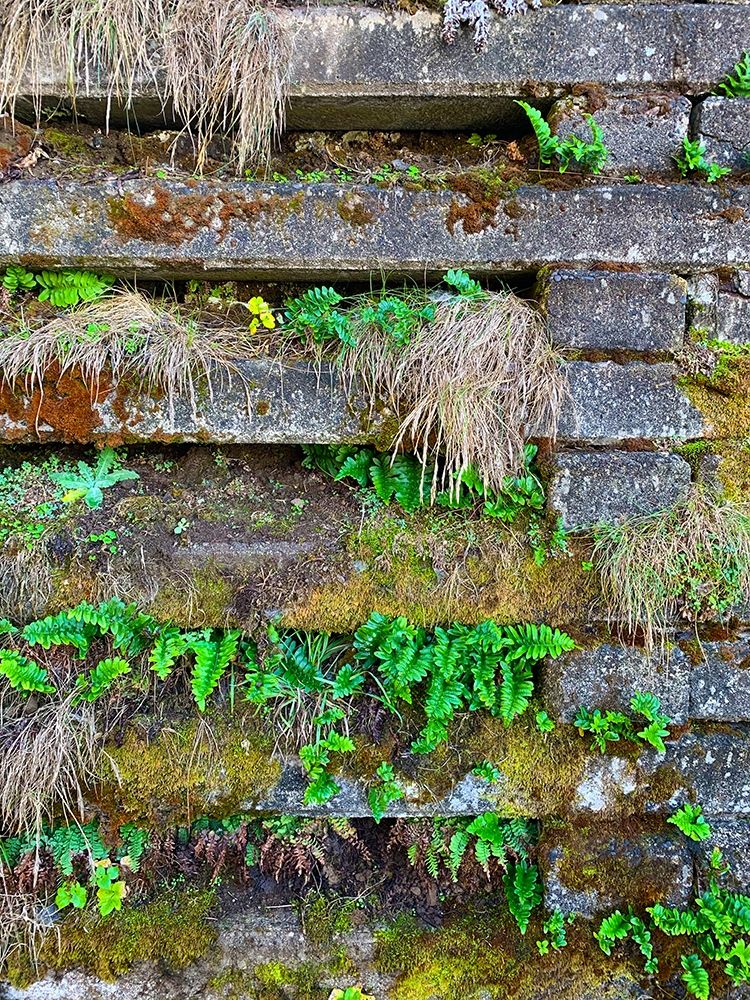 Wall Garden II art print by Grayscale for $57.95 CAD
