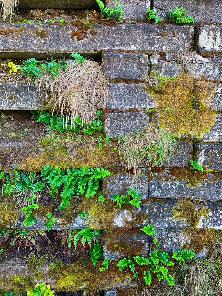 Wall Garden III art print by Grayscale for $57.95 CAD
