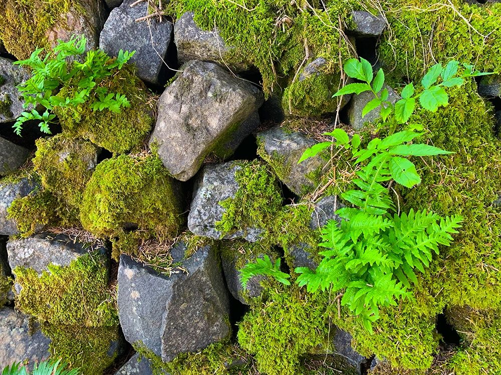 Wall Garden IV art print by Grayscale for $57.95 CAD