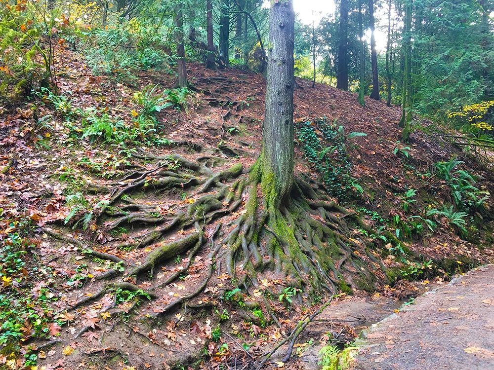 Root System I art print by Grayscale for $57.95 CAD