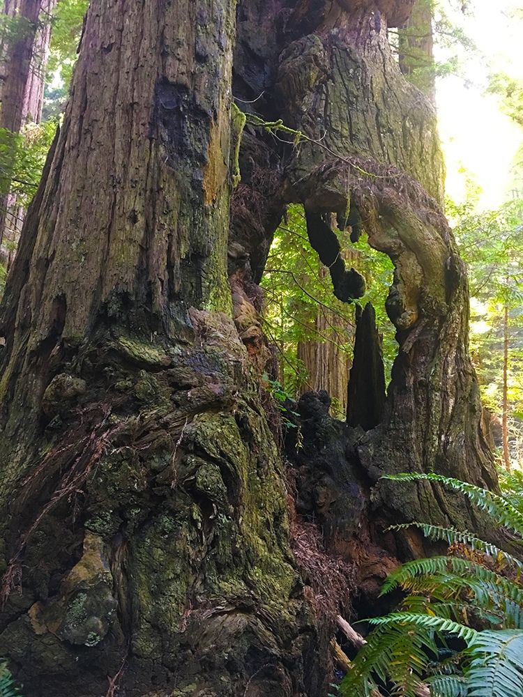 Redwood I art print by Grayscale for $57.95 CAD