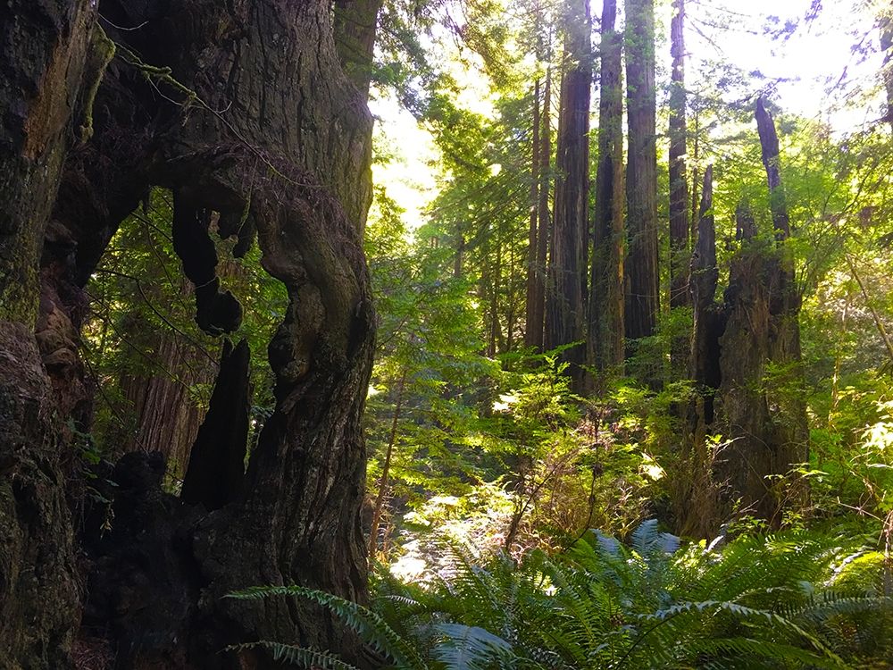 Redwood II art print by Grayscale for $57.95 CAD