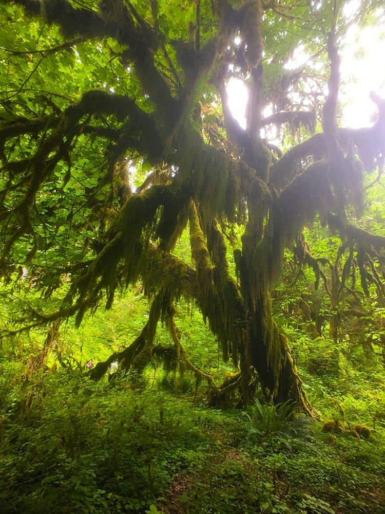 Rainforest I art print by Grayscale for $57.95 CAD