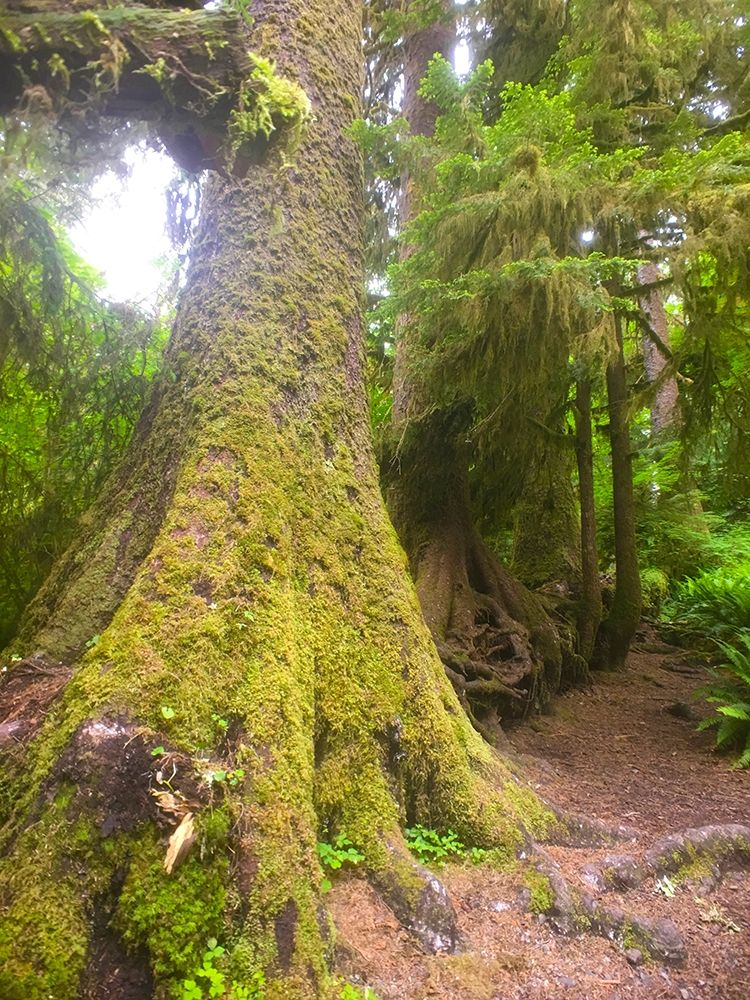 Rainforest II art print by Grayscale for $57.95 CAD
