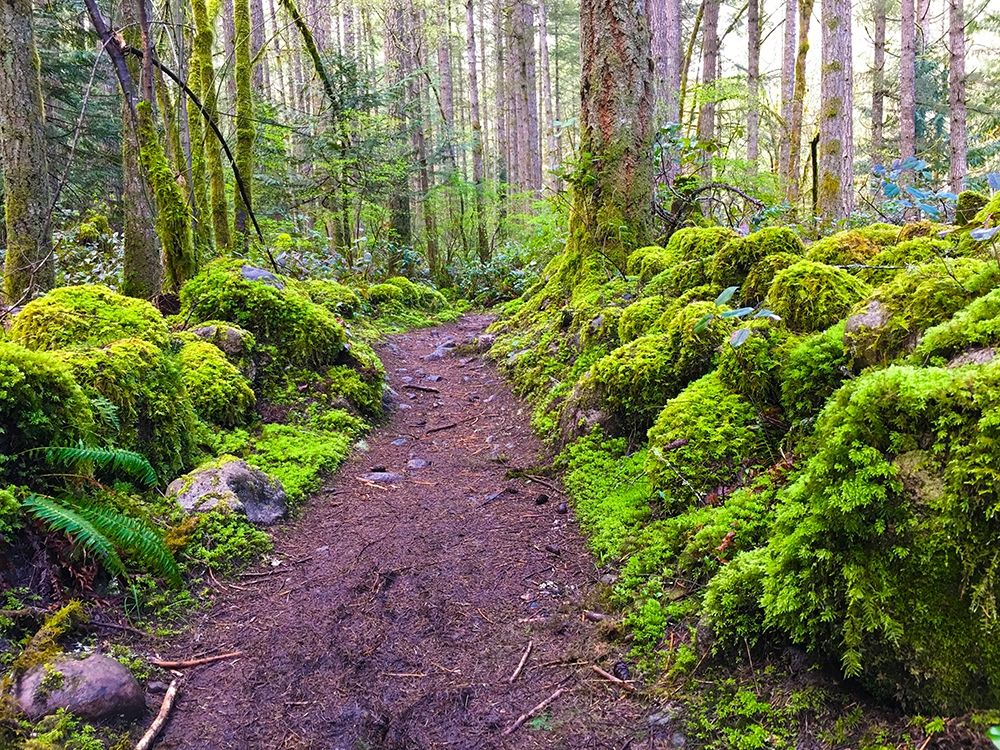 Forest Trail I art print by Grayscale for $57.95 CAD