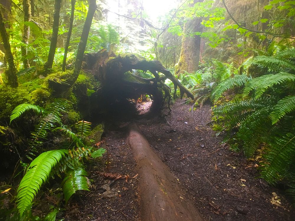 Forest Trail II art print by Grayscale for $57.95 CAD