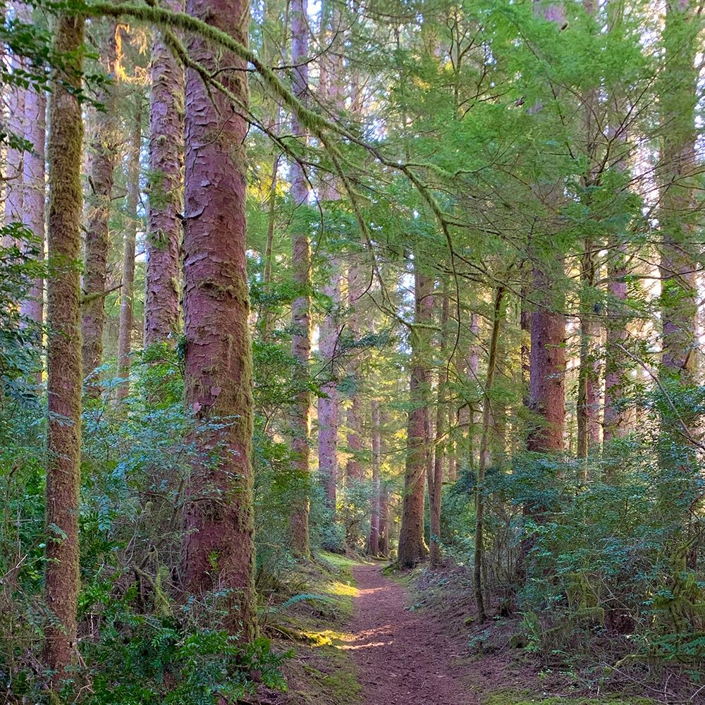 Forest Trail IV art print by Grayscale for $57.95 CAD
