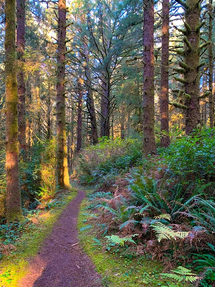 Forest Trail V art print by Grayscale for $57.95 CAD
