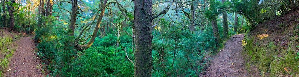 Forest Trail VI art print by Grayscale for $57.95 CAD