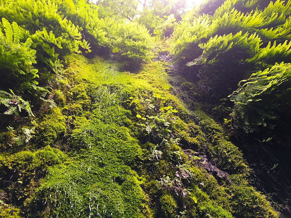Fern Valley I art print by Grayscale for $57.95 CAD