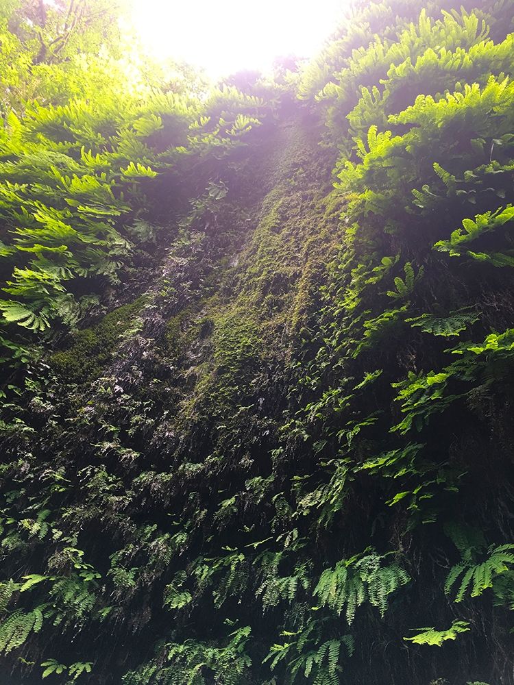 Fern Valley II art print by Grayscale for $57.95 CAD