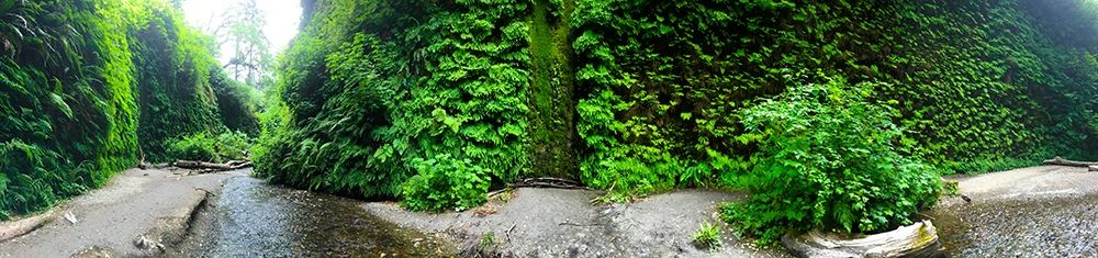 Fern Valley III art print by Grayscale for $57.95 CAD