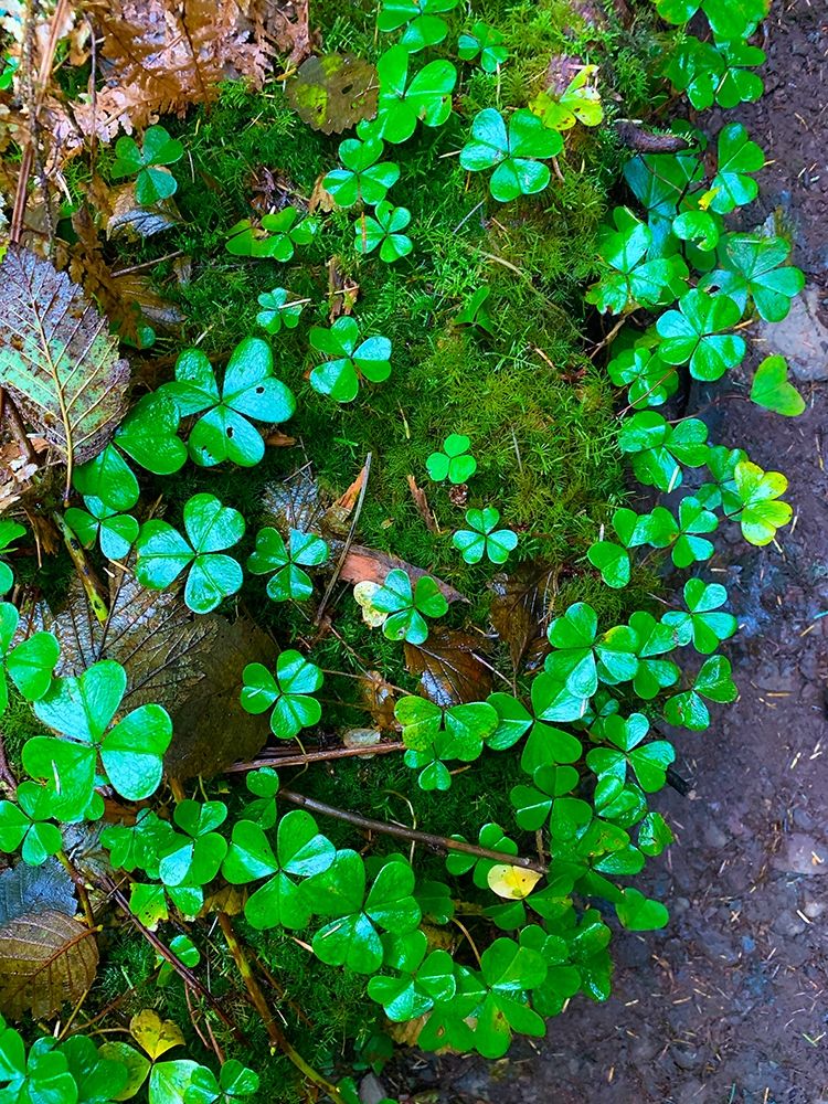 Ground Cover II art print by Grayscale for $57.95 CAD