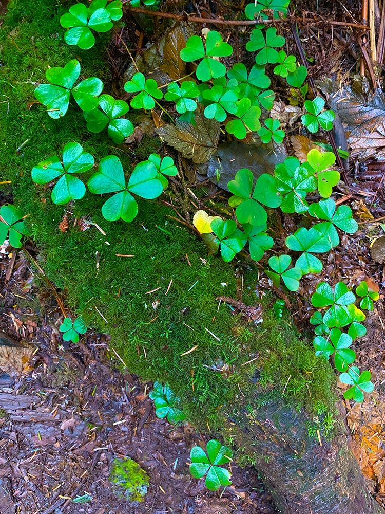 Ground Cover III art print by Grayscale for $57.95 CAD