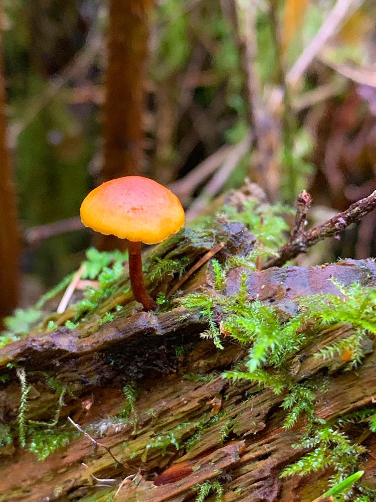 Tiny Mushroom I art print by Grayscale for $57.95 CAD