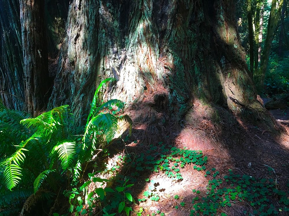 Redwood IV art print by Grayscale for $57.95 CAD