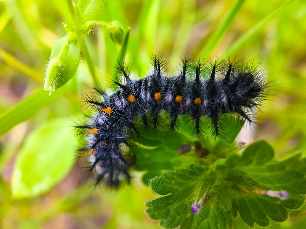 Caterpillar I art print by Grayscale for $57.95 CAD