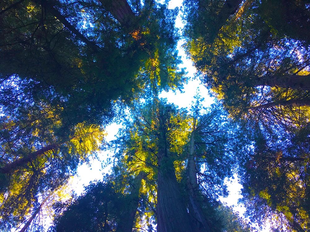 Tree Canopy I art print by Grayscale for $57.95 CAD