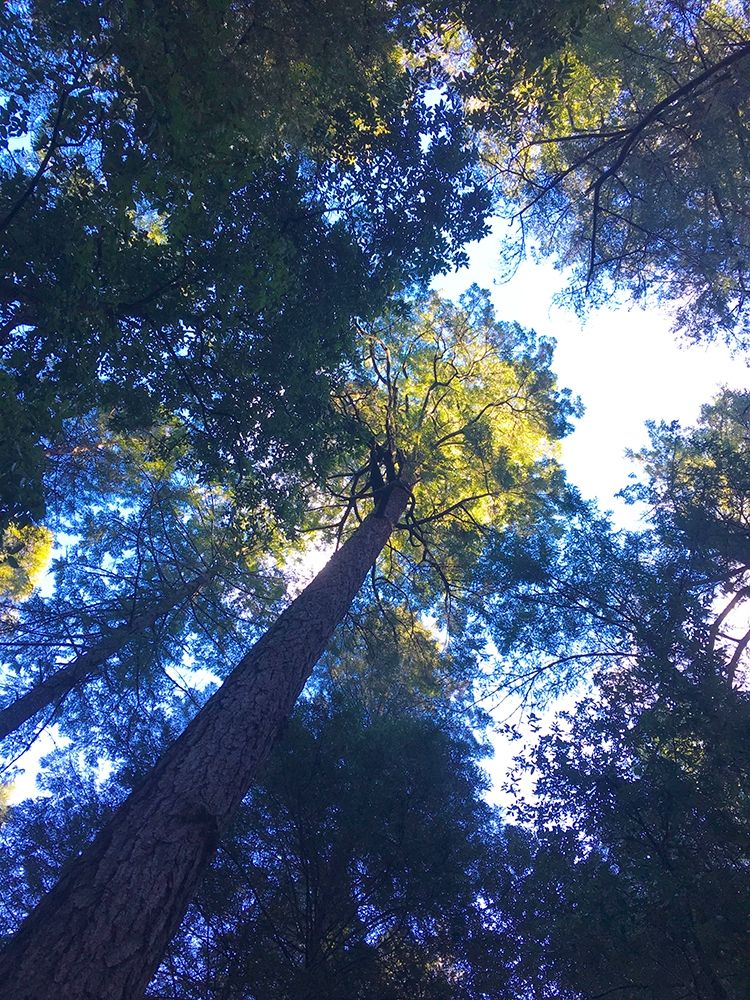 Tree Canopy II art print by Grayscale for $57.95 CAD