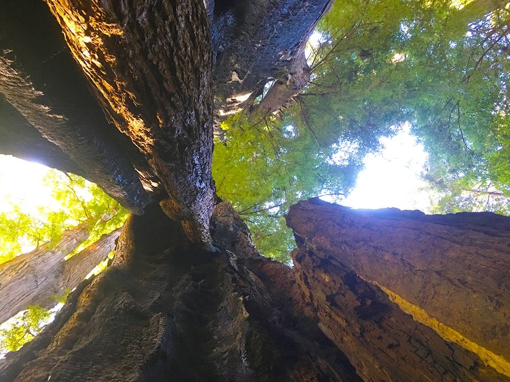 Tree Canopy III art print by Grayscale for $57.95 CAD