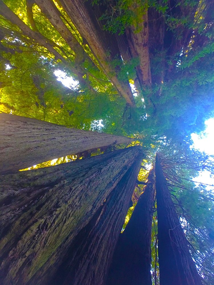 Tree Canopy VI art print by Grayscale for $57.95 CAD